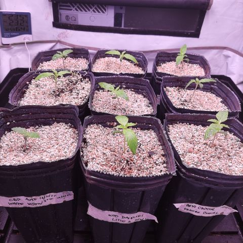 Auto Daiquiri Lime #2 growlog photo: Siguen creciendo a buen ritmo. El sustrato todavía está húmedo. 🌱💚