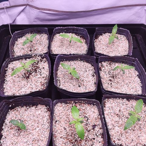 Auto Daiquiri Lime #2 growlog photo: Siguen creciendo a buen ritmo. El sustrato todavía está húmedo. 🌱💚