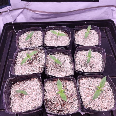 Auto Daiquiri Lime #2 growlog photo: 💚🌱