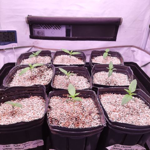 Auto Daiquiri Lime #2 growlog photo: 💚🌱