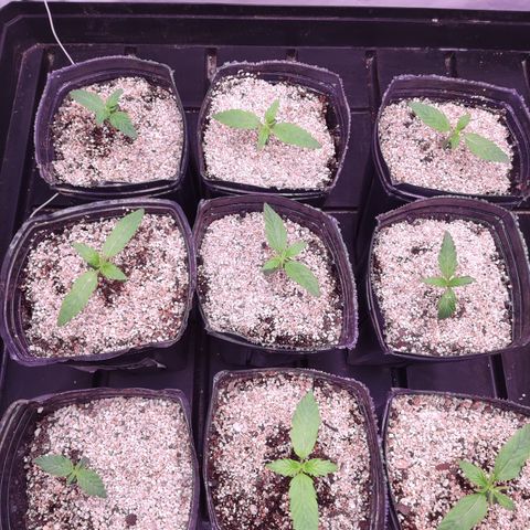 Auto Daiquiri Lime #2 growlog photo: Corté unos agujeritos al fondo de las macetas porque creo que no tienen drenaje suficiente.