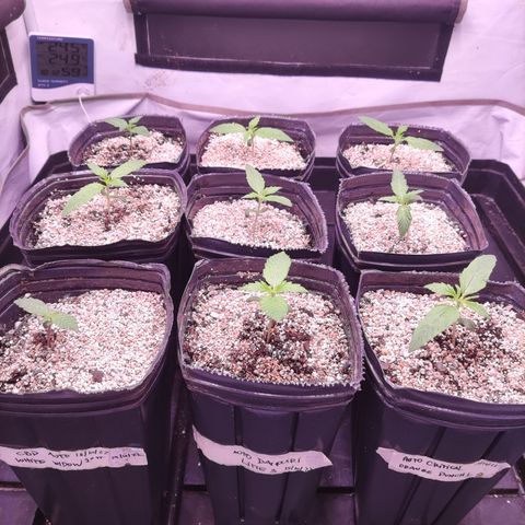 Auto Daiquiri Lime #2 growlog photo: Corté unos agujeritos al fondo de las macetas porque creo que no tienen drenaje suficiente.