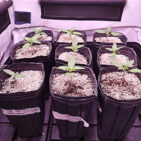 Auto Daiquiri Lime #2 growlog timeline photo