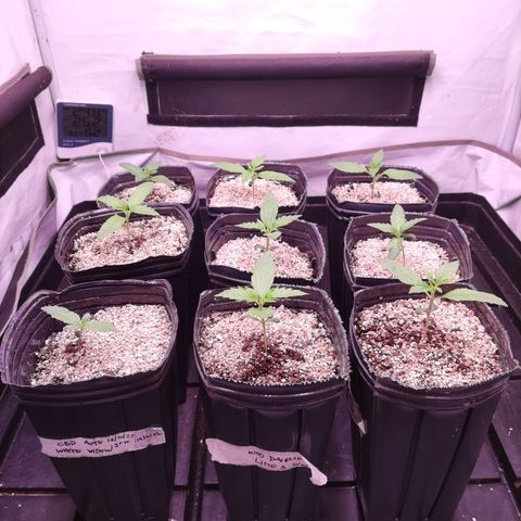 Auto Daiquiri Lime #2 growlog timeline photo