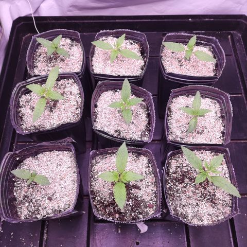 Auto Daiquiri Lime #2 growlog timeline photo