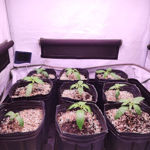 Auto Daiquiri Lime #2 growlog timeline photo