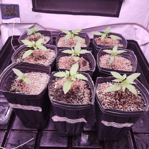 Auto Daiquiri Lime #2 growlog timeline photo