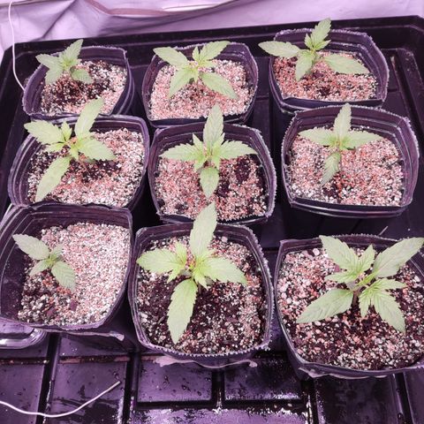Auto Daiquiri Lime #2 growlog timeline photo