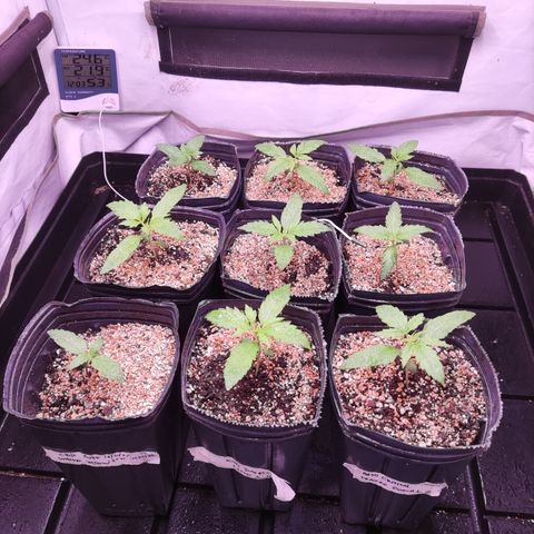 Auto Daiquiri Lime #2 growlog timeline photo