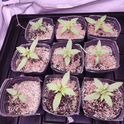 Auto Daiquiri Lime #2 growlog timeline photo