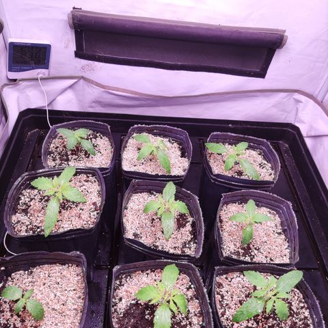Auto Daiquiri Lime #2 growlog timeline photo