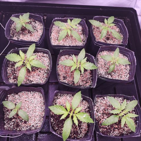Auto Daiquiri Lime #2 growlog timeline photo