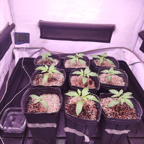 Auto Daiquiri Lime #2 growlog timeline photo
