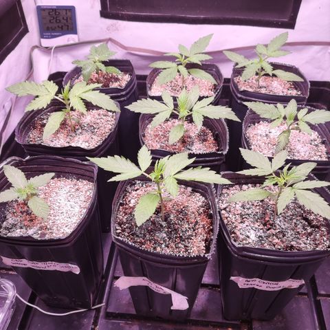 Auto Daiquiri Lime #2 growlog timeline photo