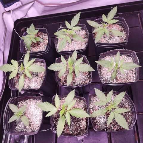 Auto Daiquiri Lime #2 growlog timeline photo