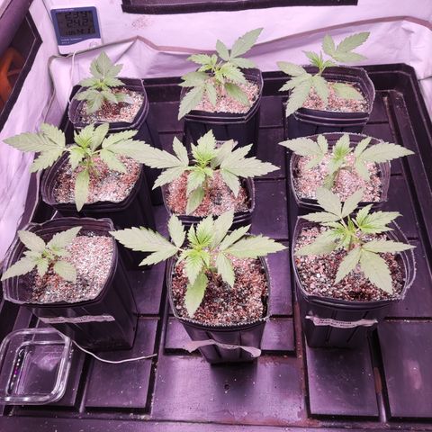 Auto Daiquiri Lime #2 growlog timeline photo