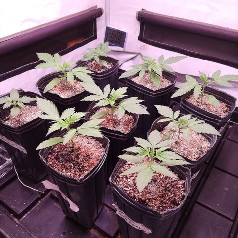 Auto Daiquiri Lime #2 growlog timeline photo