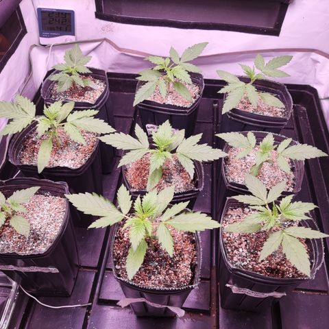 Auto Daiquiri Lime #2 growlog timeline photo