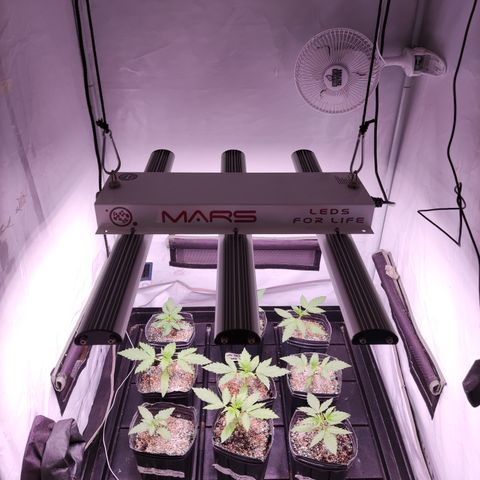 Auto Daiquiri Lime #2 growlog timeline photo