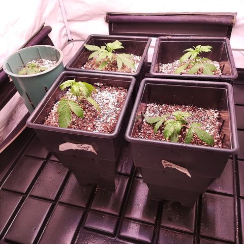 Auto Daiquiri Lime #2 growlog timeline photo