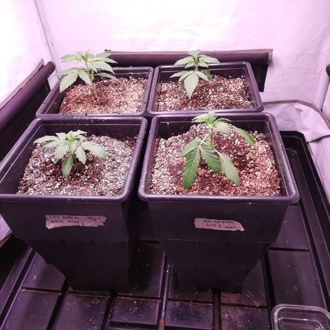 Auto Daiquiri Lime #2 growlog timeline photo