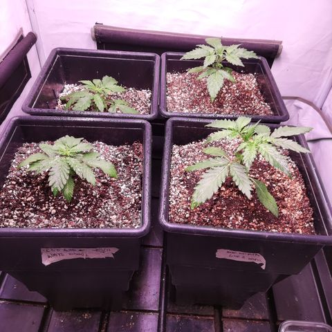 Auto Daiquiri Lime #2 growlog timeline photo