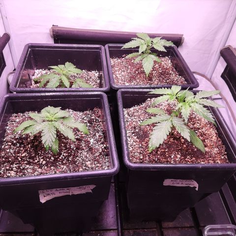 Auto Daiquiri Lime #2 growlog timeline photo