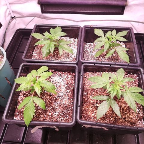 Auto Daiquiri Lime #2 growlog timeline photo