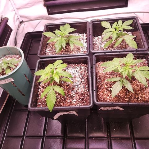 Auto Daiquiri Lime #2 growlog timeline photo