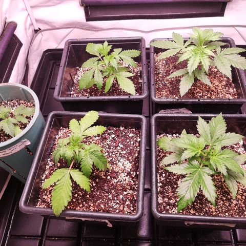 Auto Daiquiri Lime #2 growlog timeline photo