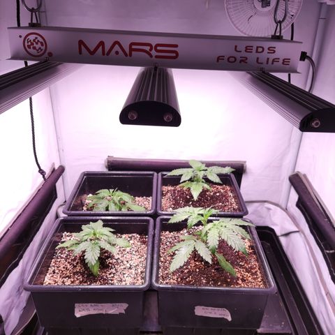 Auto Daiquiri Lime #2 growlog timeline photo