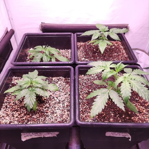 Auto Daiquiri Lime #2 growlog timeline photo
