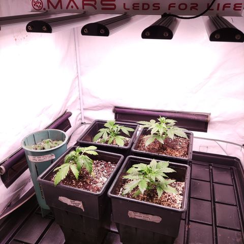 Auto Daiquiri Lime #2 growlog timeline photo