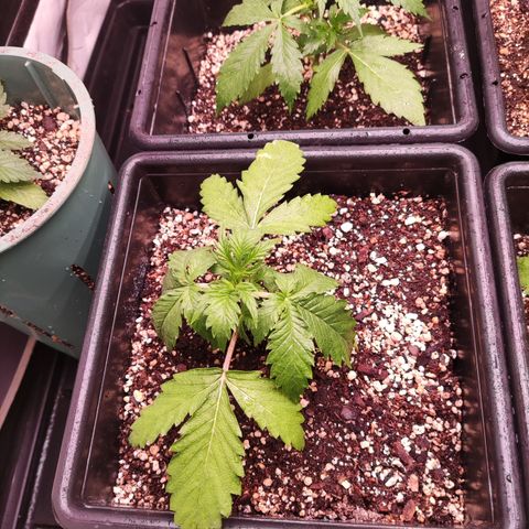 Auto Daiquiri Lime #2 growlog timeline photo