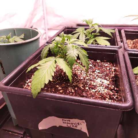 Auto Daiquiri Lime #2 growlog timeline photo