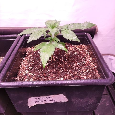 Auto CBD White Widow #2 growlog timeline photo