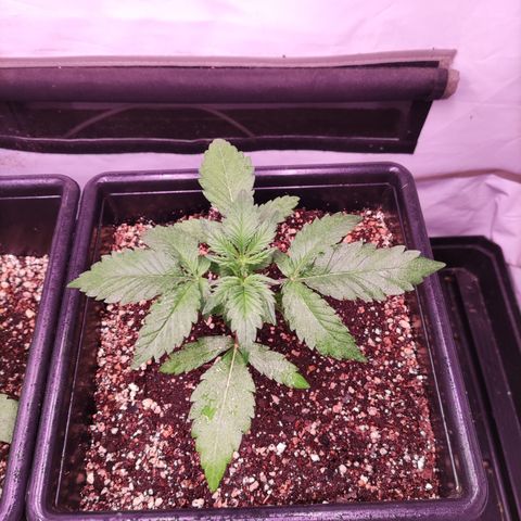 Auto CBD White Widow #2 growlog timeline photo