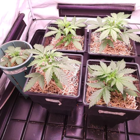 Auto Daiquiri Lime #2 growlog timeline photo