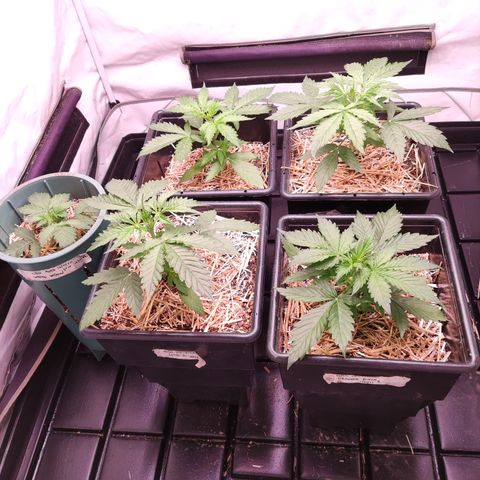 Auto Daiquiri Lime #2 growlog timeline photo