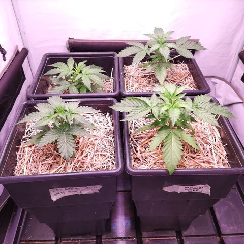 Auto CBD White Widow #2 growlog timeline photo