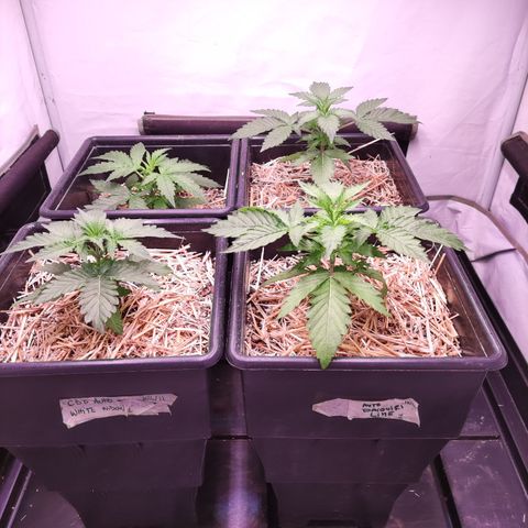 Auto CBD White Widow #2 growlog timeline photo