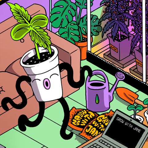 Auto Daiquiri Lime #2 growlog photo: Plantín 🌱
Grow with Jane x El Doctorado 