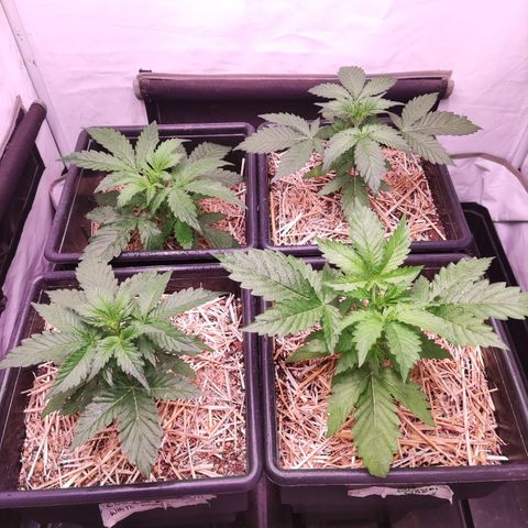 Auto CBD White Widow #2 growlog timeline photo