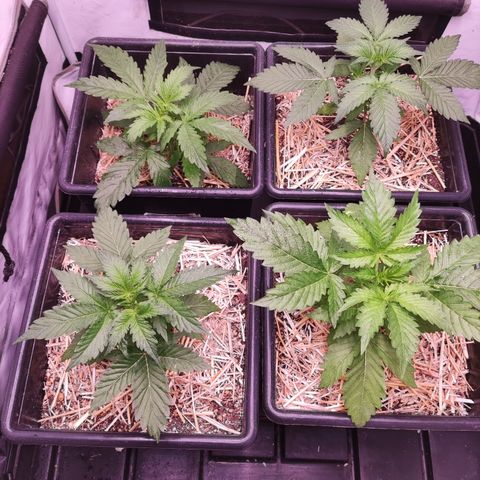 Auto CBD White Widow #2 growlog timeline photo