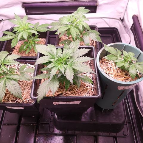 Auto Daiquiri Lime #2 growlog timeline photo