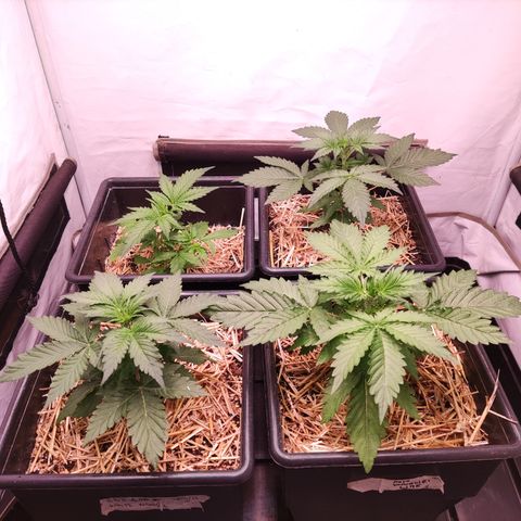 Auto CBD White Widow #2 growlog timeline photo
