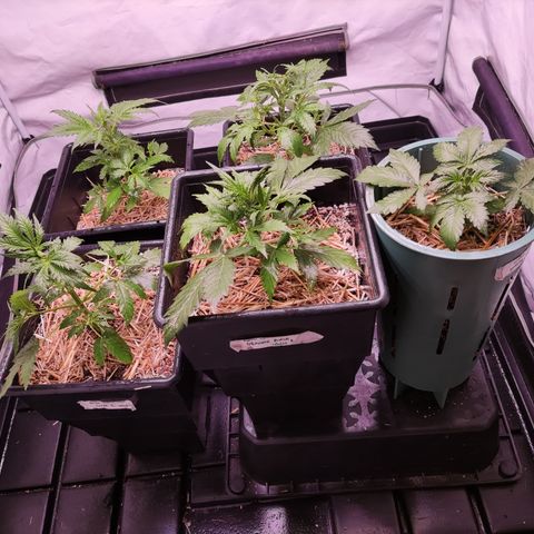 Auto Daiquiri Lime #2 growlog photo: Defoliación 1-2 pares de hojas grandes en la parte superior de la planta para que ramifique desde abajo.