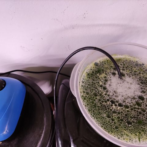 Auto Daiquiri Lime #2 growlog photo: Hojas cortadad chiquititas 12 hs con aireador de pecera  Se cuela y reparte casi 1 litro de agua en riego entre las 5 de la carpa grande.