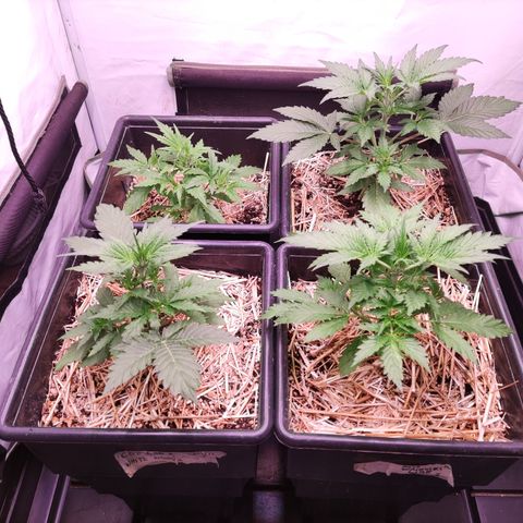 Auto CBD White Widow #2 growlog timeline photo