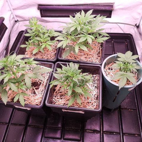Auto Daiquiri Lime #2 growlog timeline photo